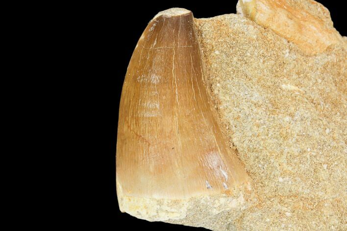 Mosasaur (Prognathodon) Tooth In Rock - Morocco #123211